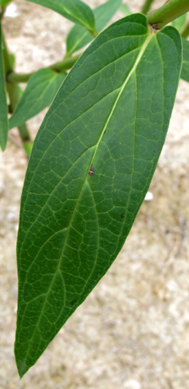 Asclepias2