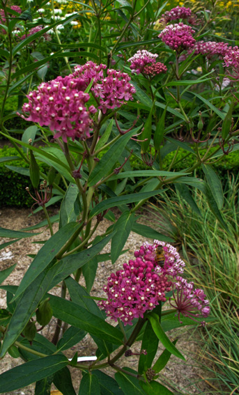 Asclepias1