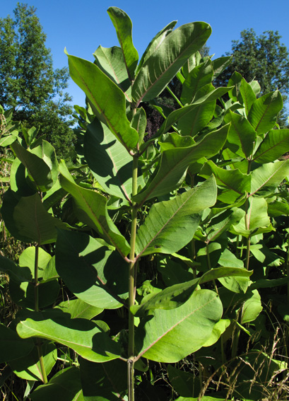 Asclepias6