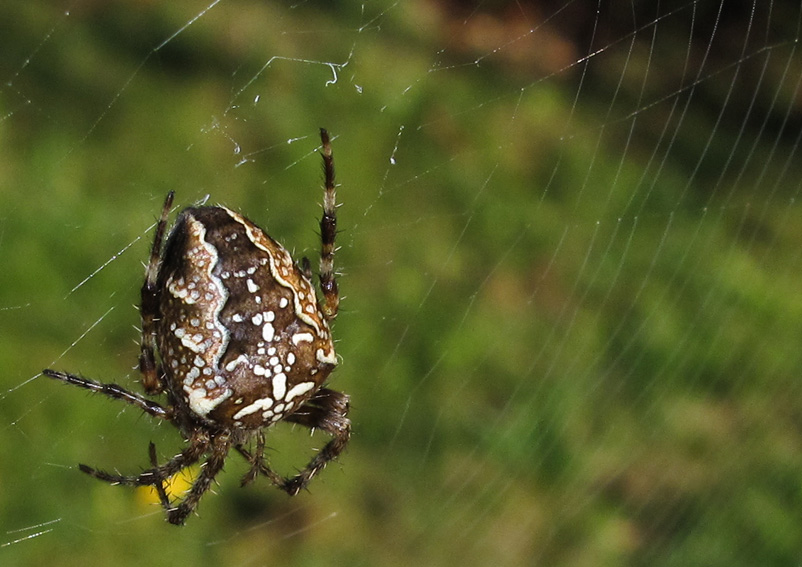 Araneus5