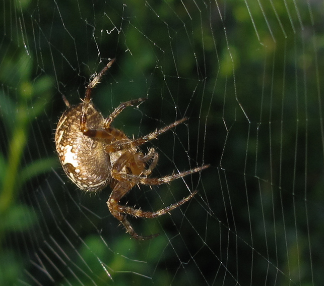 Araneus6