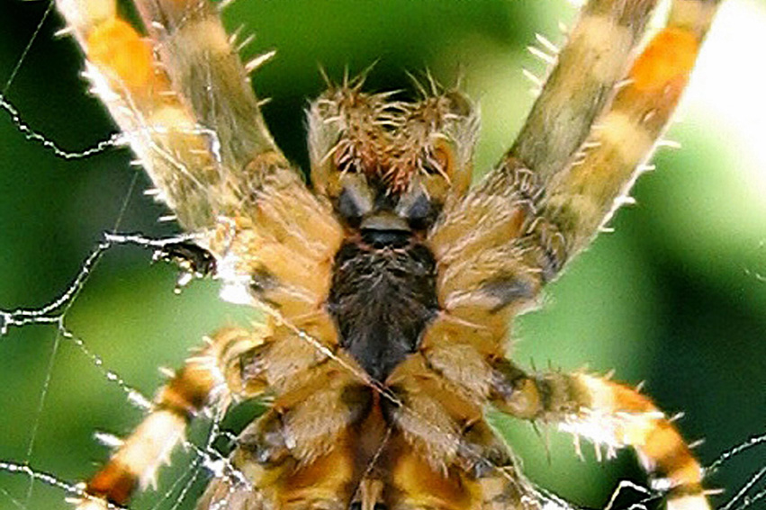 Araneus4