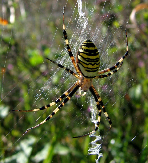 Argiope2