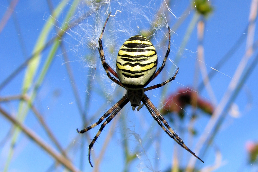 Argiope1