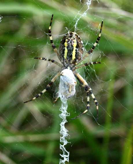 Argiope3