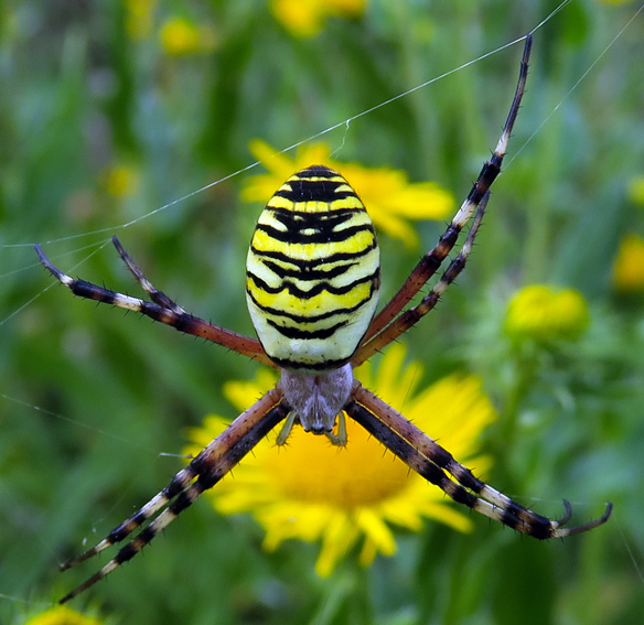 Argiope7