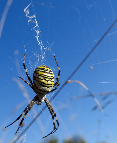 Argiope5a