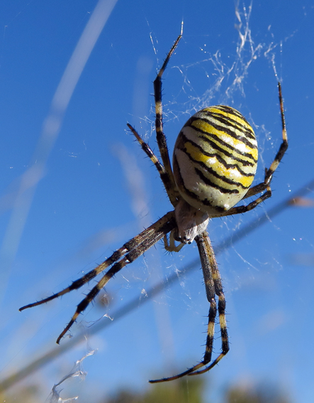 Argiope5b