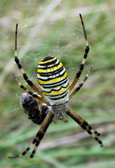 Argiope8