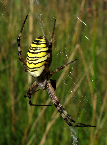 Argiope4