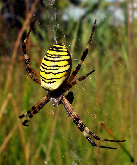 Argiope5