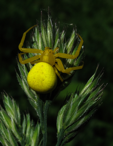 Thomisidae1