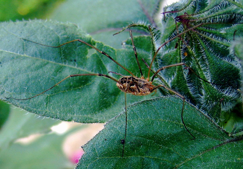 Opiliones1