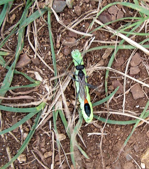 Ammophila1