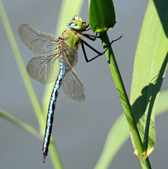Anax4
