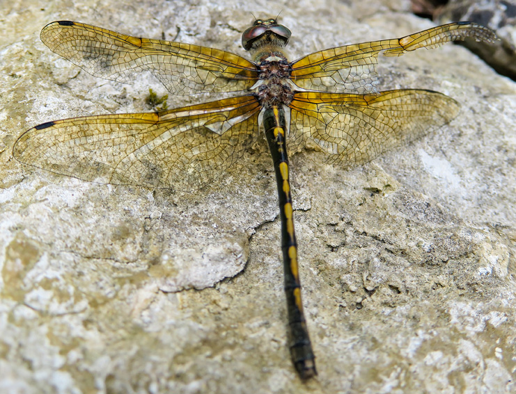 Anisoptera1