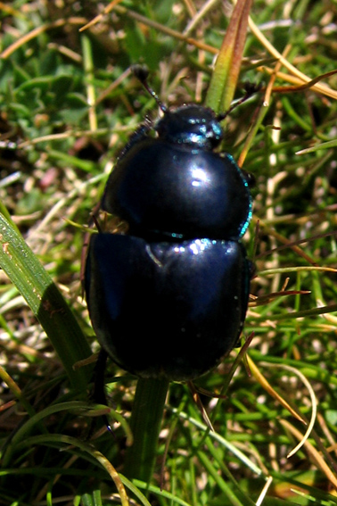 Anoplotrupes1