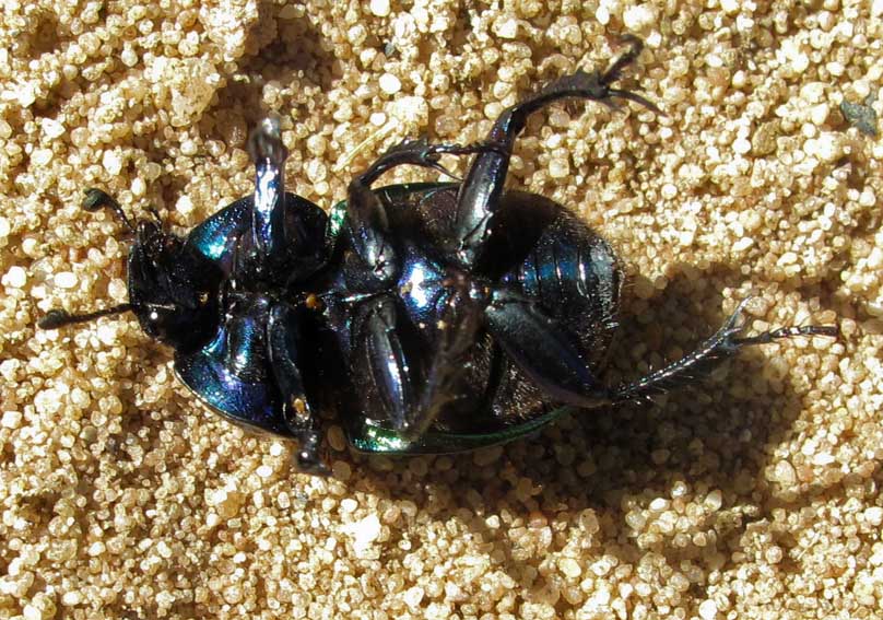 Anoplotrupes2