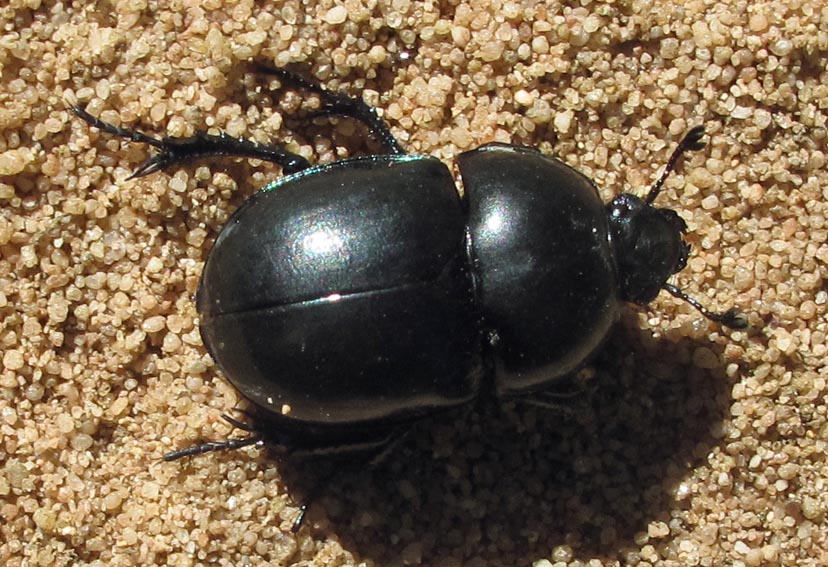 Anoplotrupes3