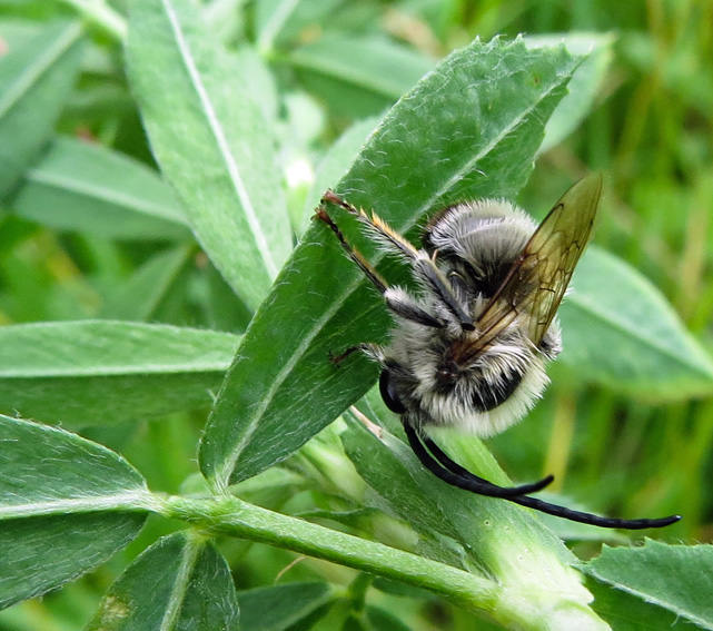 Eucera1