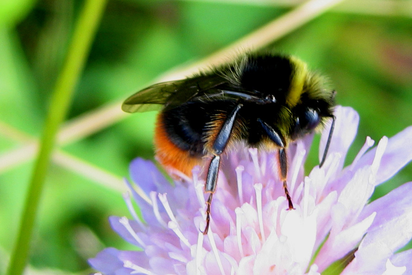 Bombus2