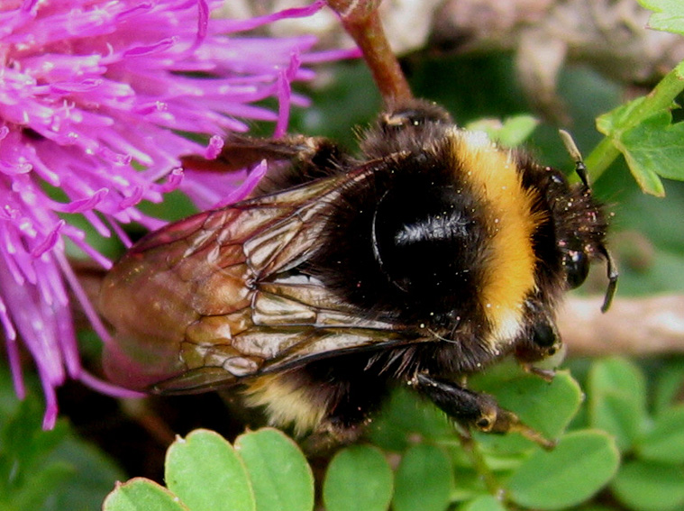 Bombus3