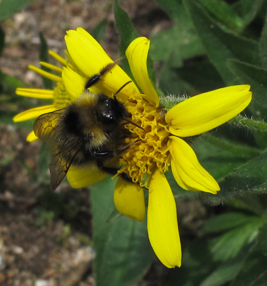 Bombus4