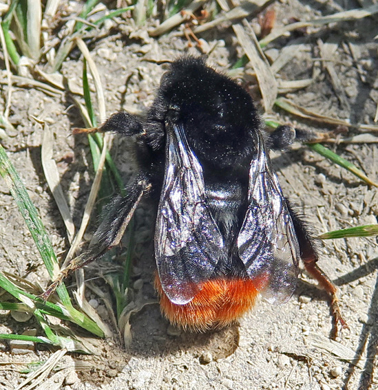 Bombus6