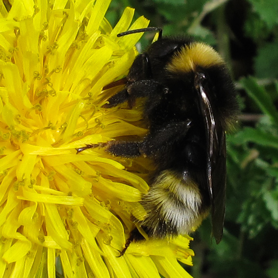 Bombus7