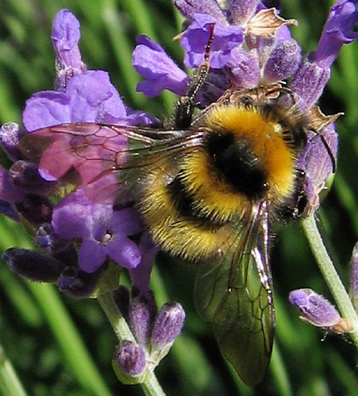 Bombus1