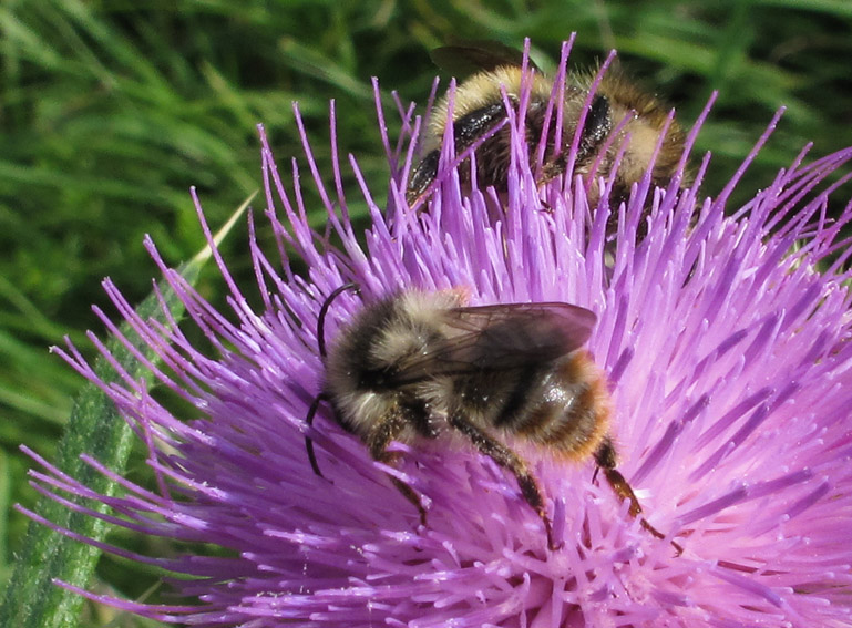 Bombus8