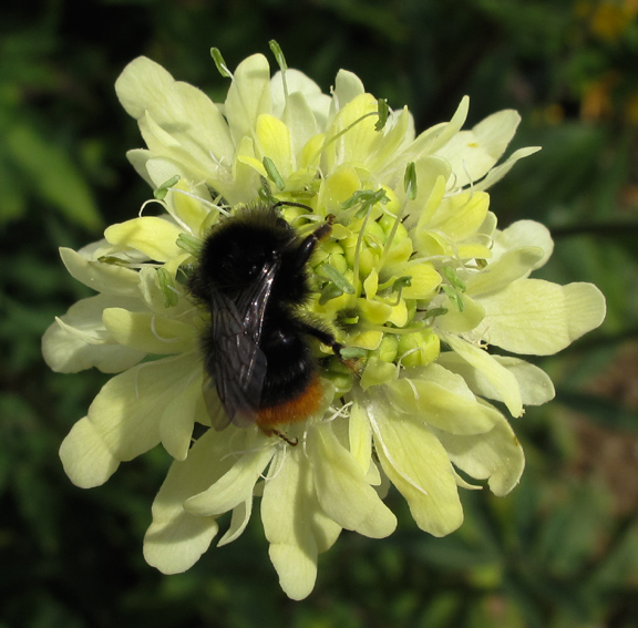 Bombus5