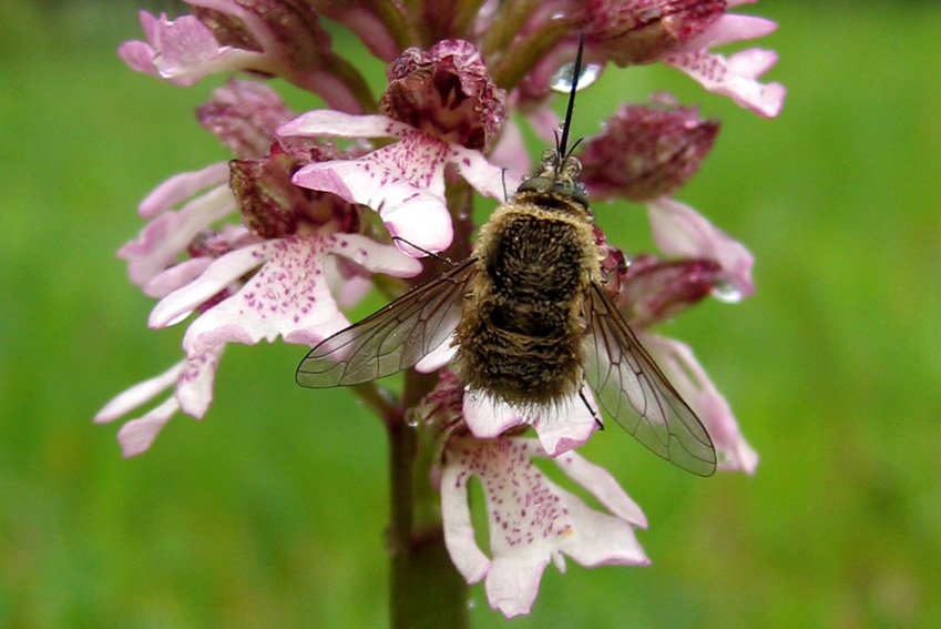 Bombyliidae1