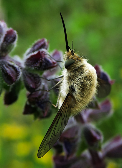 Bombyliidae3