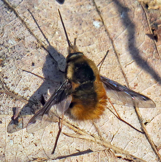 Bombyliidae2