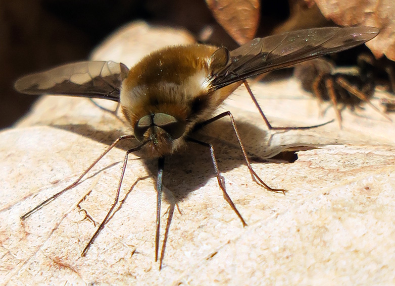 Bombyliidae2a