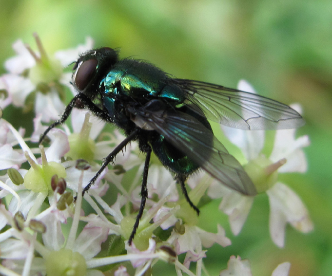 Calliphoridae1