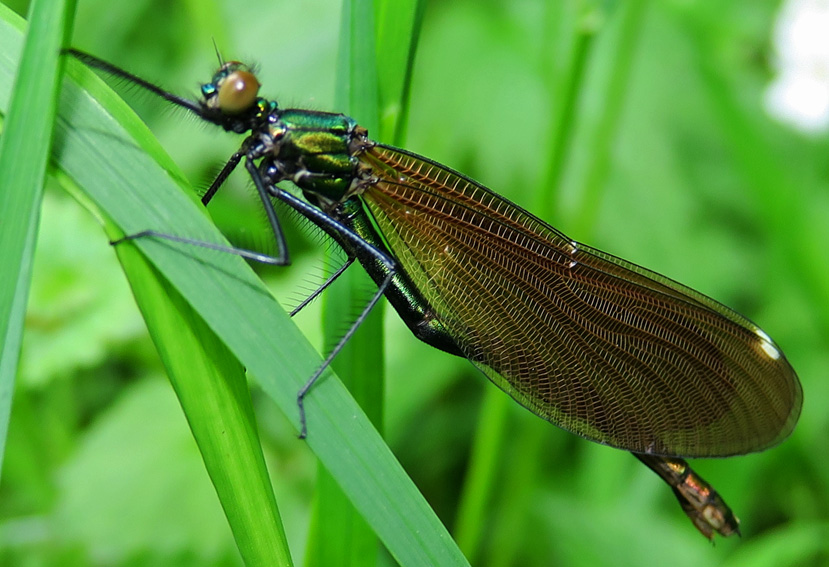 Calopteryx2