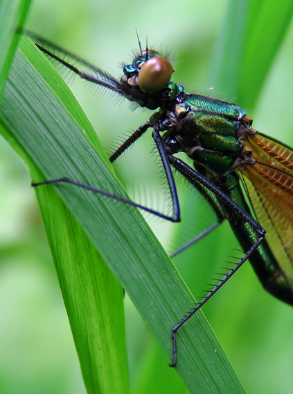 Calopteryx3