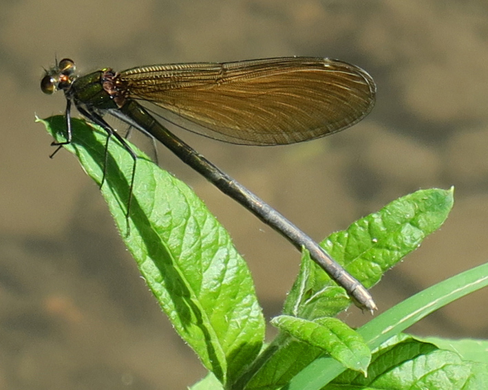 Calopteryx5