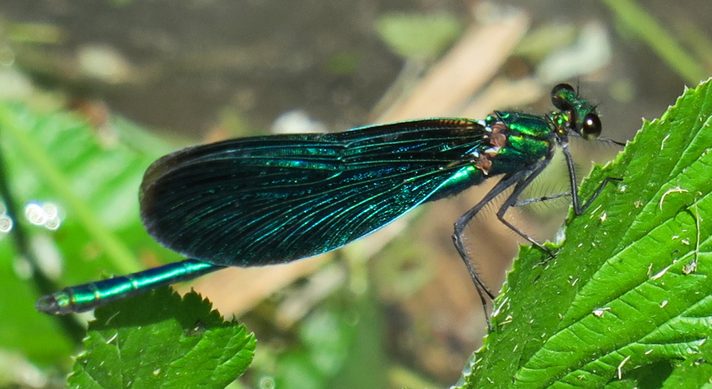 Calopteryx4