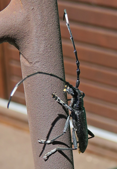 Cerambycidae1