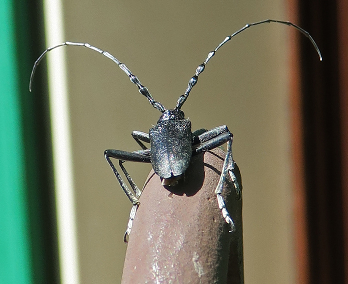 Cerambycidae2
