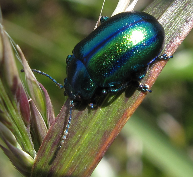 Chrysolina1