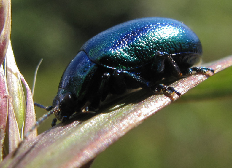 Chrysolina2