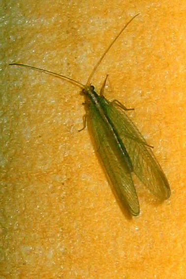 Chrysoperla1