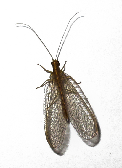 Chrysoperla3