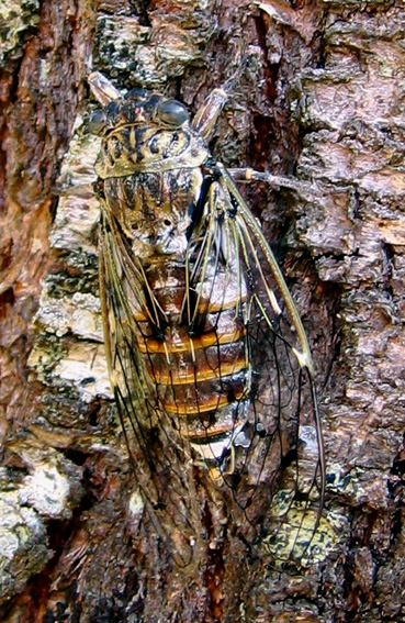 Cicada1