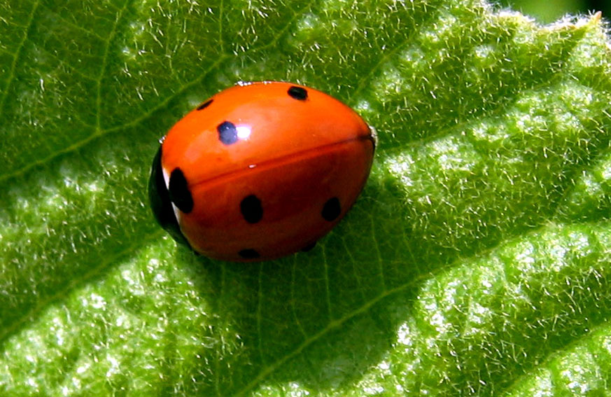 Coccinella1