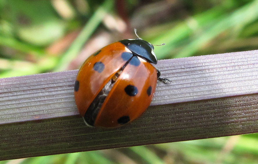 Coccinella2